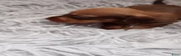 Miniature Dachshund dogs for sale: Beautiful miniature wire haired dachshund pups - Advert 6