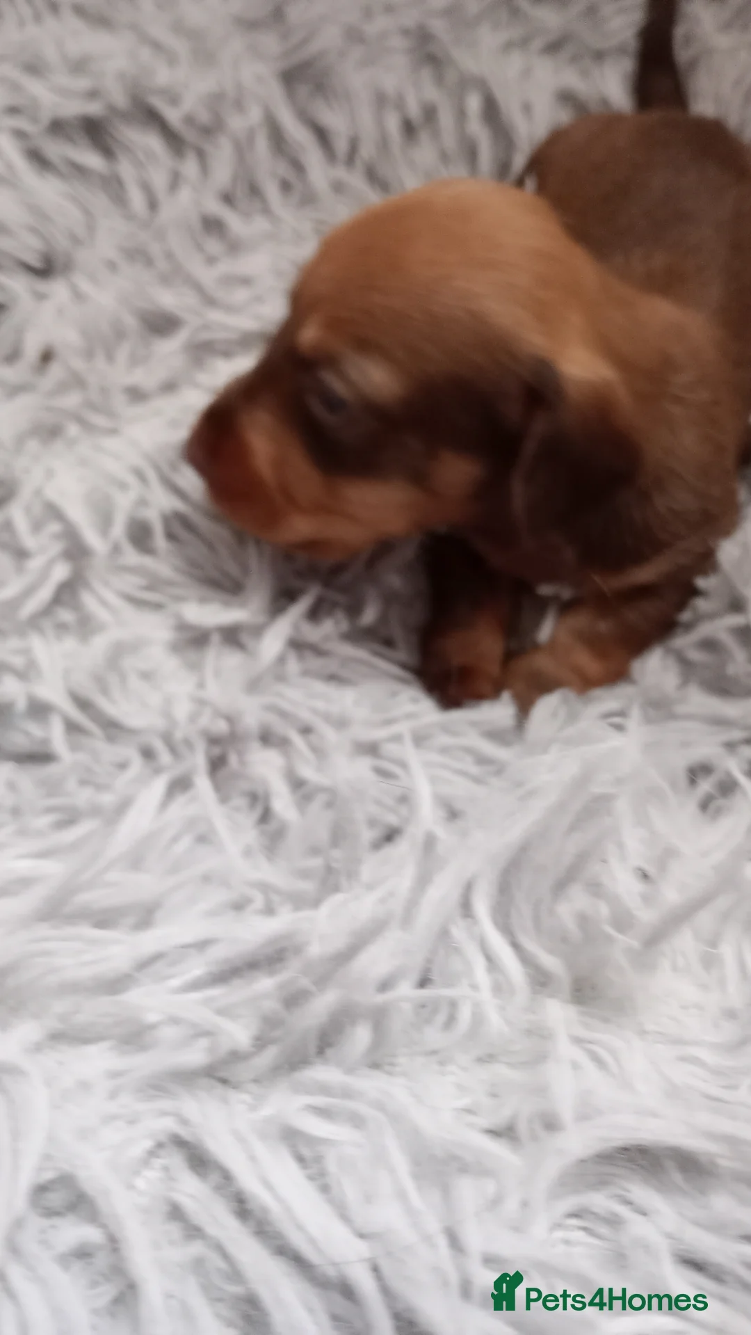 Miniature Dachshund dogs for sale: Beautiful miniature wire haired dachshund pups - Advert 6