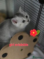 British Shorthair cats 🥰LAST BOY and GIRL kittens with rare colouring🥰 - Advert 3