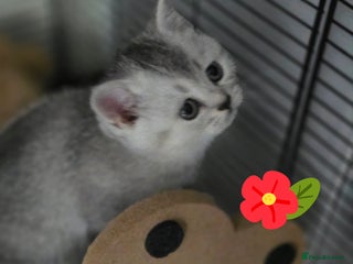 British Shorthair cats 😍READY!! 😘kittens with rare colouring🥰 - Advert 14