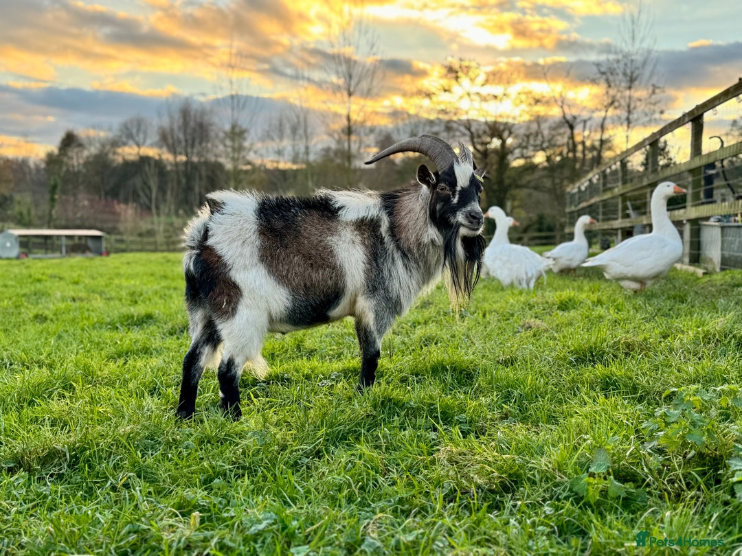Goats livestock for sale: Nanny goat  - Image 6