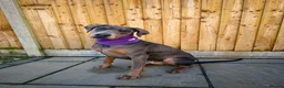 Dobermann dogs for sale: Female blue Doberman  - Advert 10