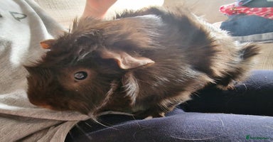 Guinea Pig rodents - Advert 8