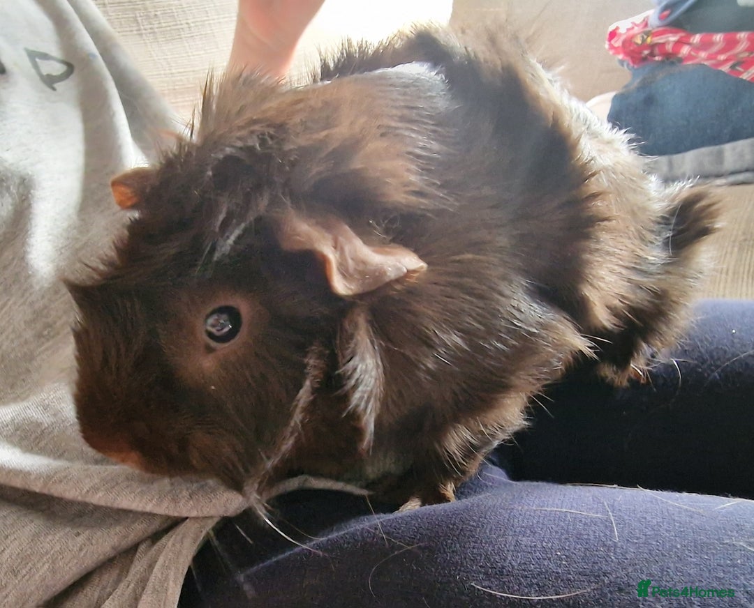 Guinea Pig rodents for sale: Lonely guinea pig  - Image 3