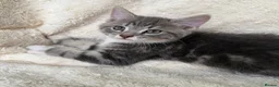 Mixed Breed cats for sale: Gorgeous home reared kittens  - Advert 24