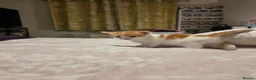 Domestic Shorthair cats for sale: Male kitten ginger and white - Advert 6