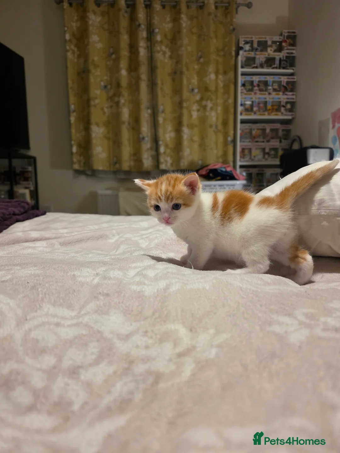 Domestic Shorthair cats for sale: Male kitten ginger and white - Advert 6