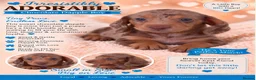 Miniature Dachshund dogs for sale: Miniature dachshund  in Basildon - Advert 7