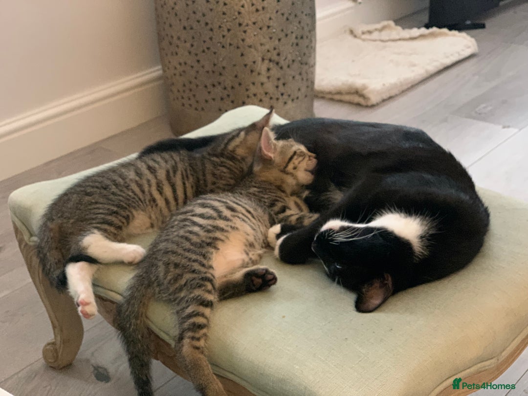 Mixed Breed cats for sale: Gorgeous 8 week old female tabby kittens - Image 5