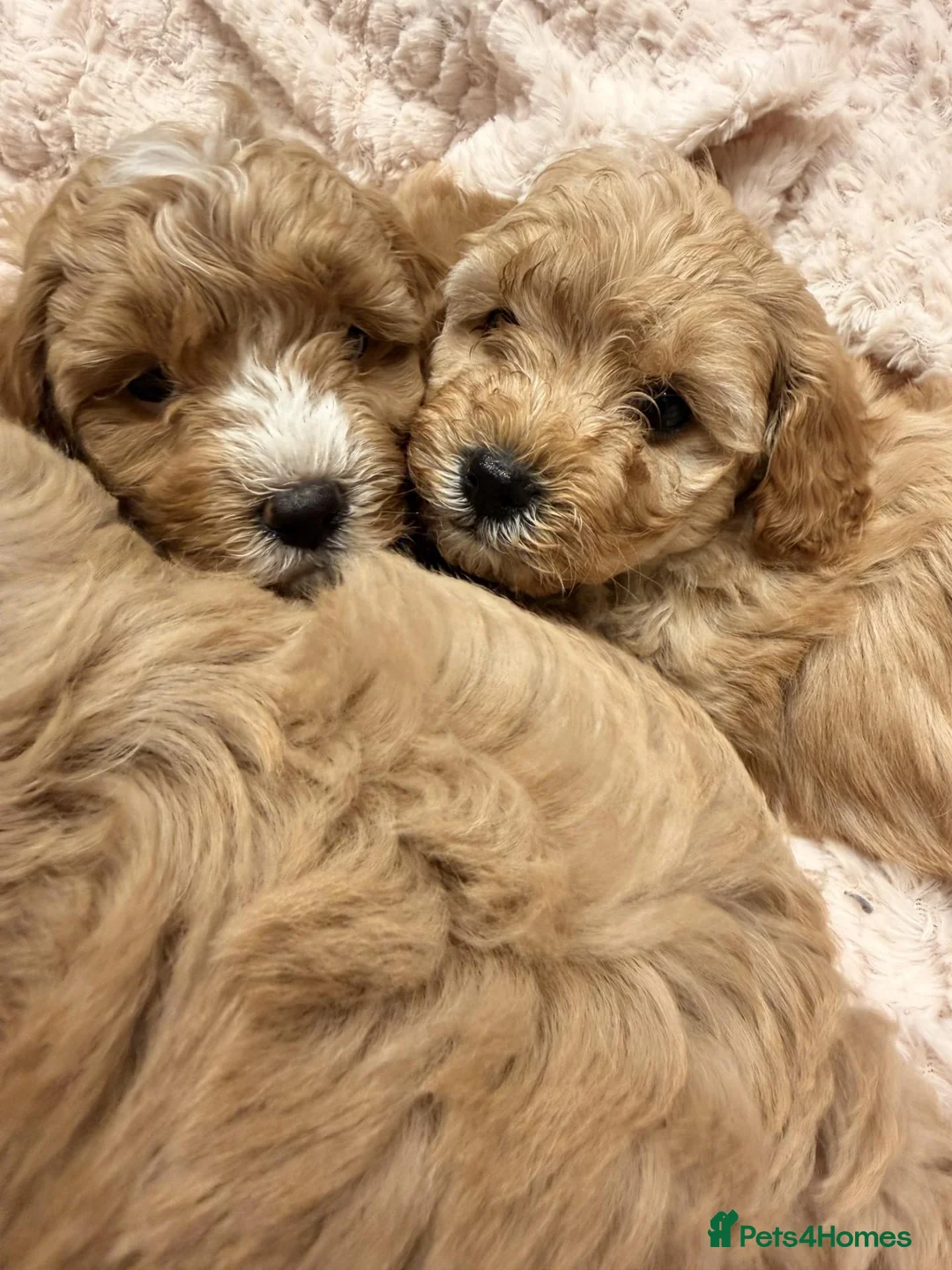 Maltipoo dogs for sale: Fully Health Tested F1 Toy Maltipoo Pups  in Northallerton - Advert 3
