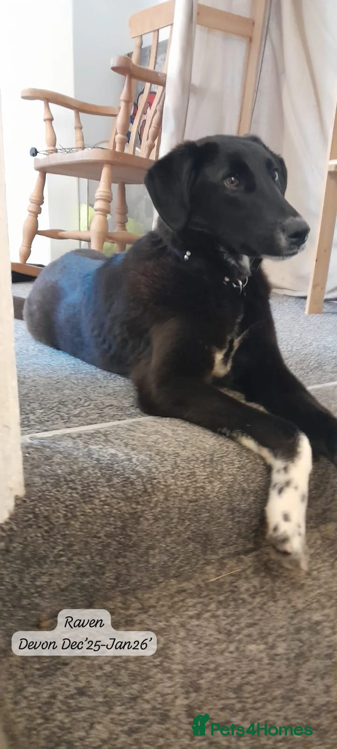 Mixed Breed dogs for adoption: Raven, 1.5 yrs approx. Is ADOPTED - Advert 16