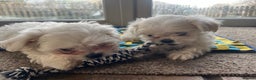Maltese dogs for sale: Meet Your Little Heart Melters ❄️ - Advert 2