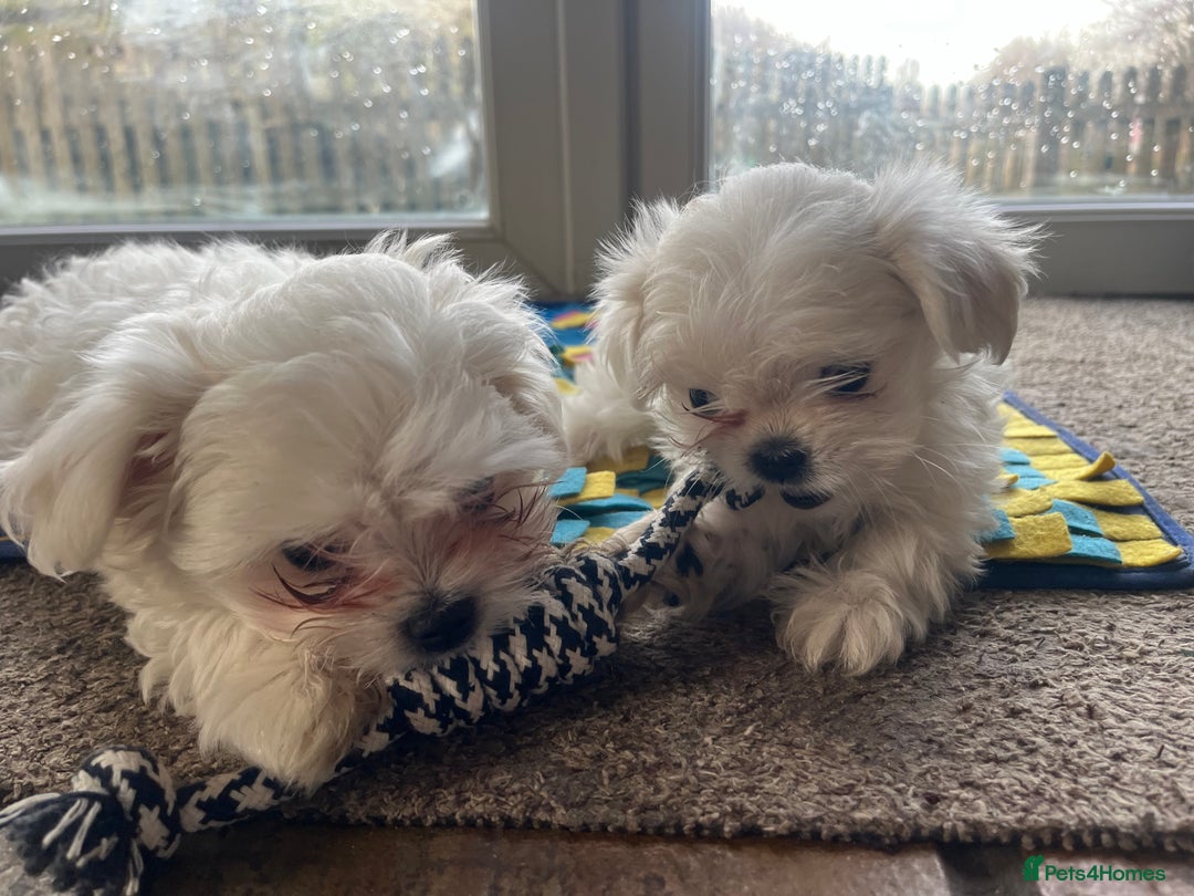 Maltese dogs for sale: Meet Your Little Heart Melters ❄️ - Advert 2