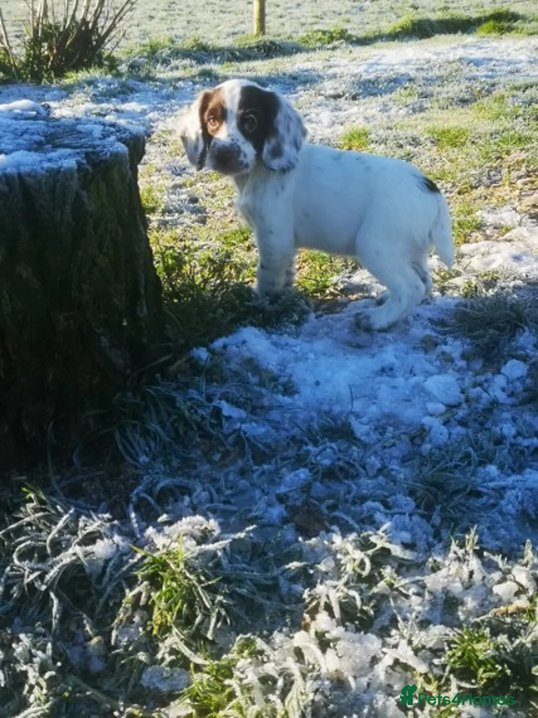 Cocker Spaniel dogs for stud: KC  health tested working cocker spaniel at stud in Malton - Advert 16