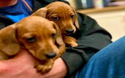 Miniature Dachshund dogs for sale: KC reg miniature smooth haired dachshunds  - Image 5