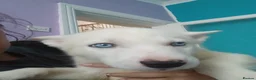 Siberian Husky dogs for sale: 2 LEFT REDUCED Stunning Siberian Husky Puppies - Advert 9