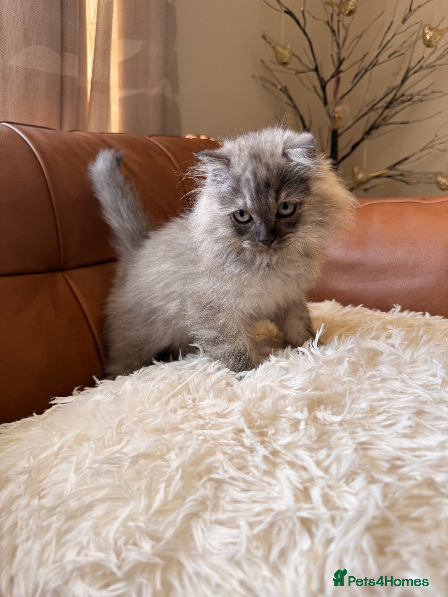 British Shorthair cats Beautiful fluffy show class kittens - Advert 2
