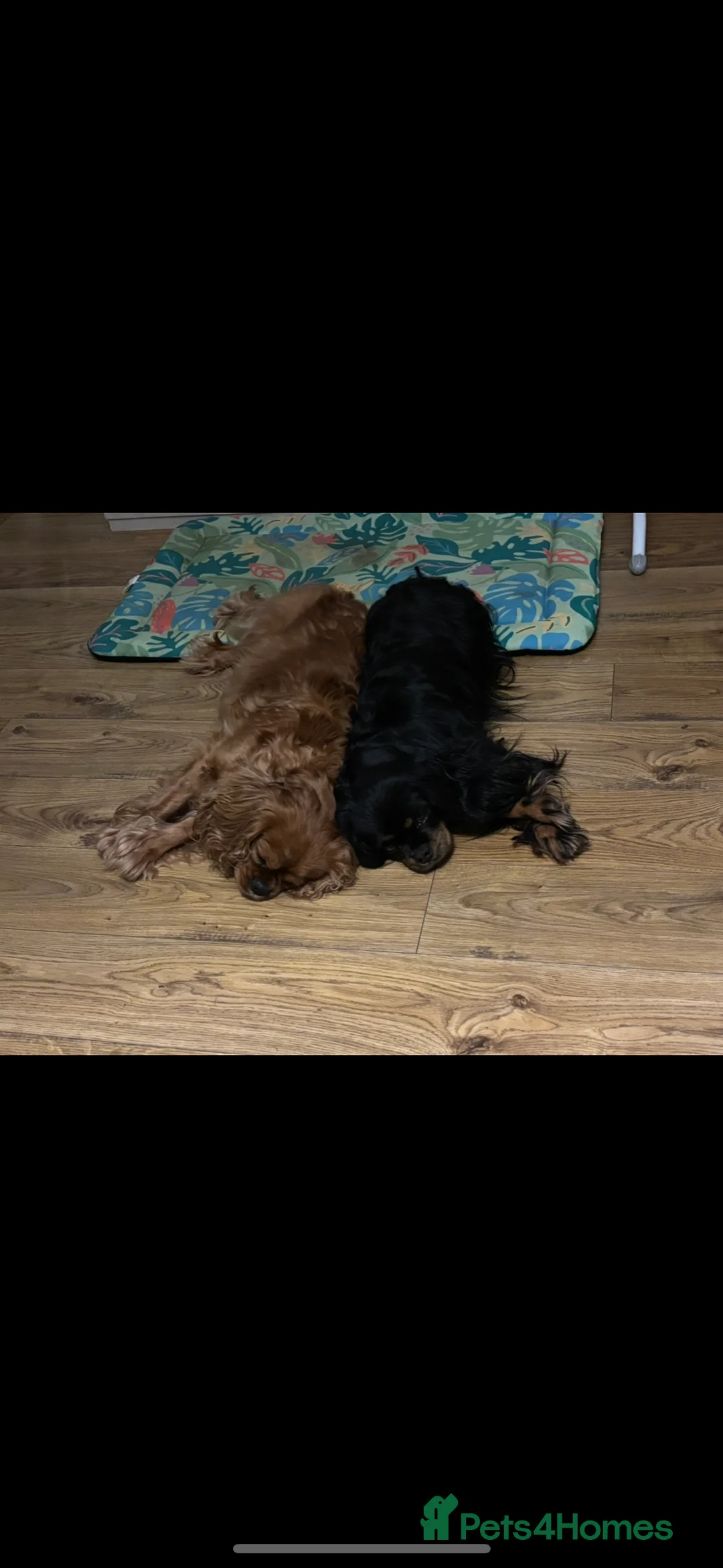 Cavalier King Charles Spaniel dogs for sale: Gorgeous KC Puppies Available  - Advert 6