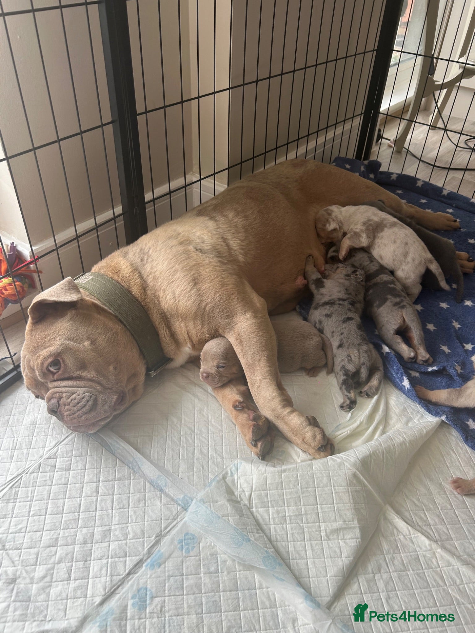 English Bulldog dogs New English bulldog puppies  - Advert 17