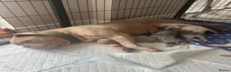 English Bulldog dogs for sale: New English bulldog puppies  - Advert 1