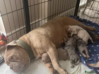 English Bulldog dogs New English bulldog puppies - Advert 4