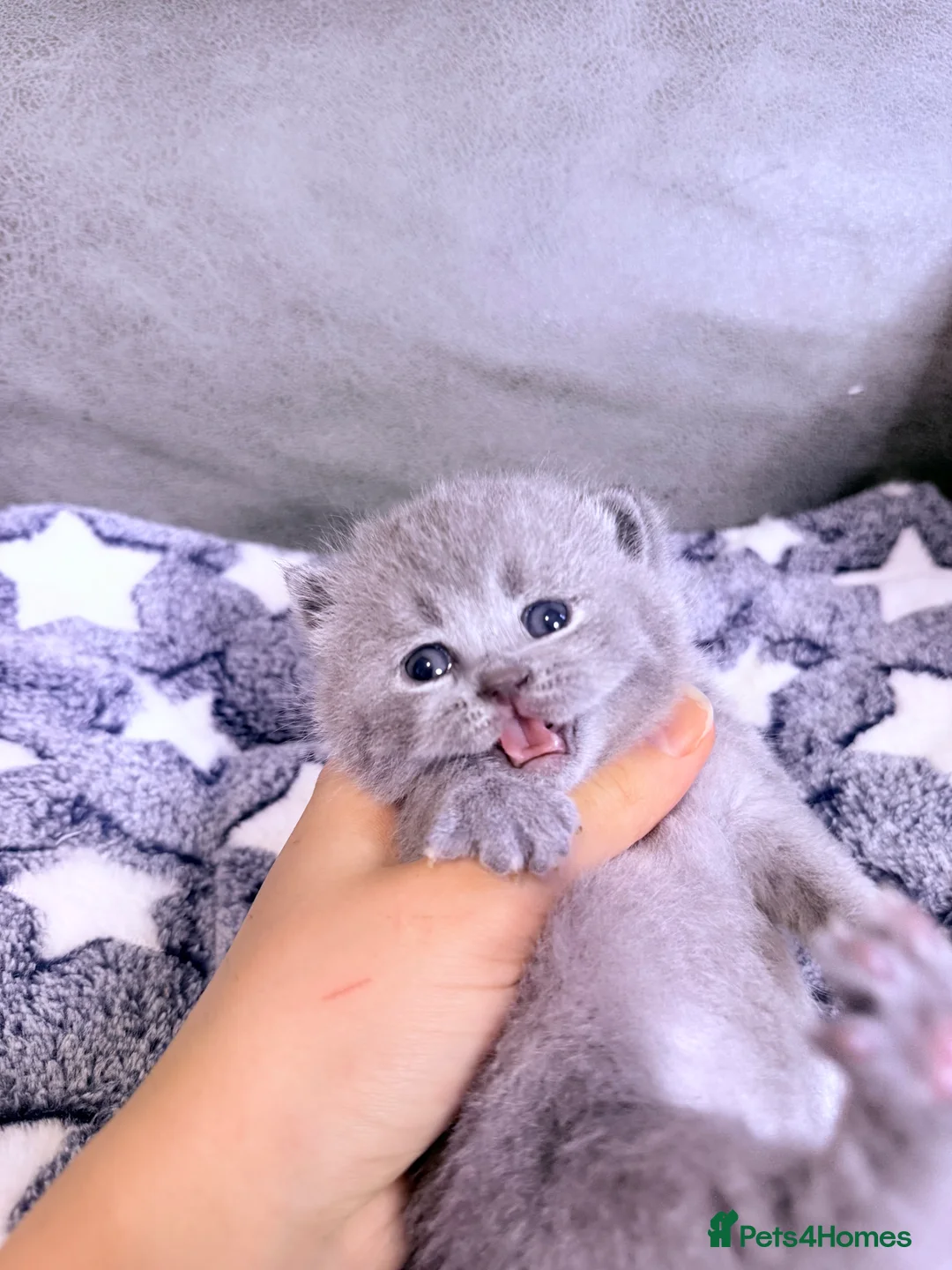 British Shorthair cats for sale: 100% Pure Pedigree Champion line Bsh Reg. Kittens - Advert 10