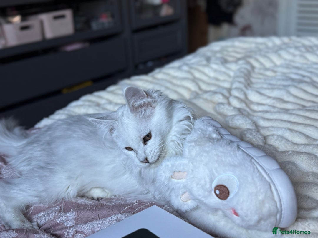 Maine Coon cats for sale: TICA Reg Blue Silver Shaded MaineCoon Kittens  - Advert 10