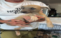 Whippet dogs for sale: Whippet pups  - Image 11