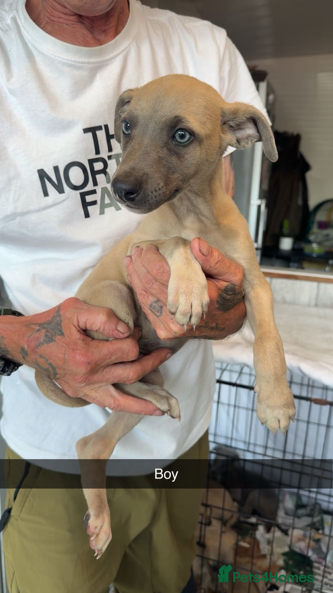 Whippet dogs for sale: Whippet pups  - Image 11
