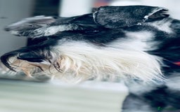 Miniature Schnauzer dogs for sale: Miniature schnauzer's due, KC, Mac, low COI - Image 3