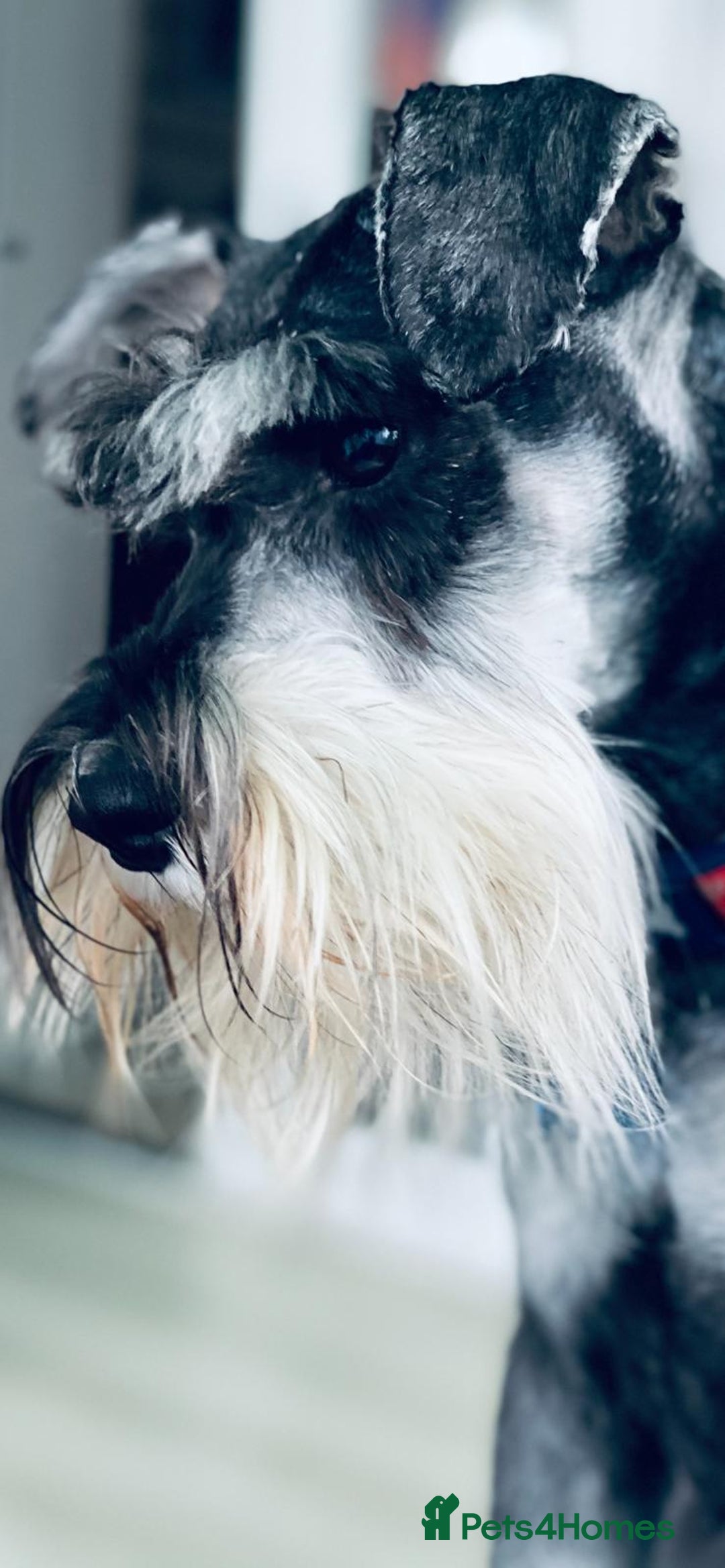 Miniature Schnauzer dogs for sale: Miniature schnauzer's due, KC, Mac, low COI - Image 3