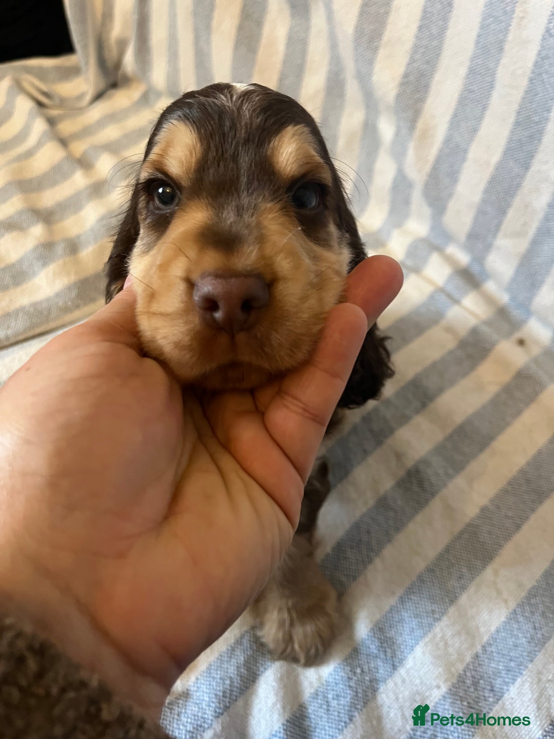 Cocker Spaniel dogs for sale: ADORABLE KC REG SHOW TYPE COCKER SPANIEL PUPPIES - Image 11