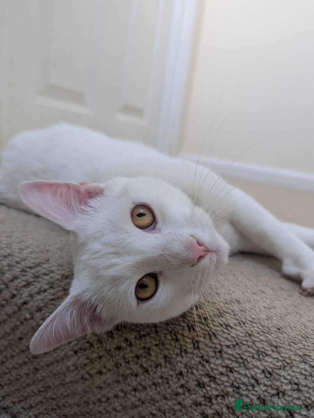 Domestic Shorthair cats for sale: Make White Cat for rehoming  - Image 1
