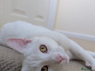 Domestic Shorthair cats - Advert 1