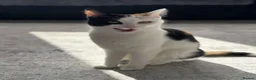 Mixed Breed cats for sale: 2 female cats - Advert 1