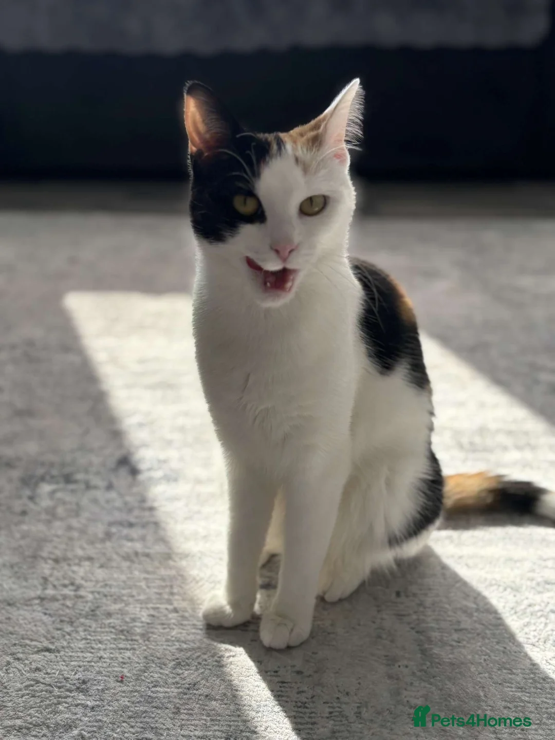 Mixed Breed cats for sale: 2 female cats - Advert 1