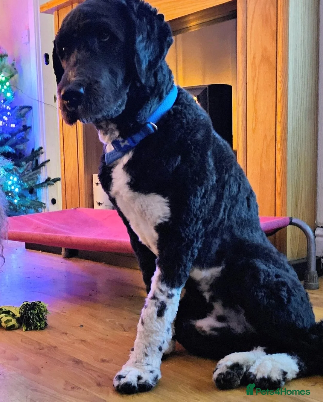 Newfypoo dogs for sale: 1yr old Newfypoo looking for his forever home - Advert 2