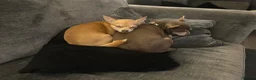 Chihuahua dogs for sale: Chihuahua puppies 2x boys 1x girl  - Advert 13