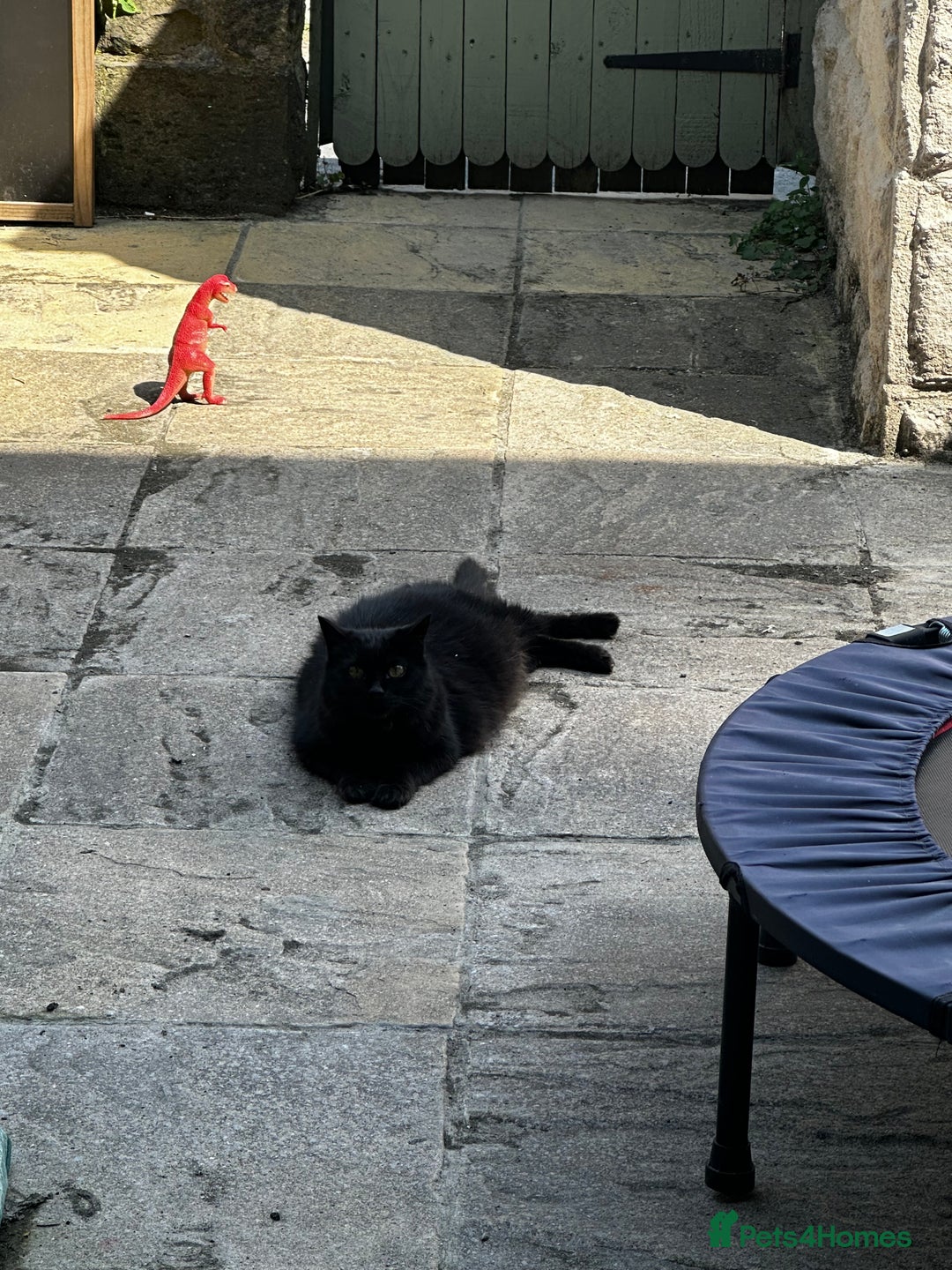 British Longhair cats for sale: Millie, free, longhaired, 9yrs old,  - Image 2