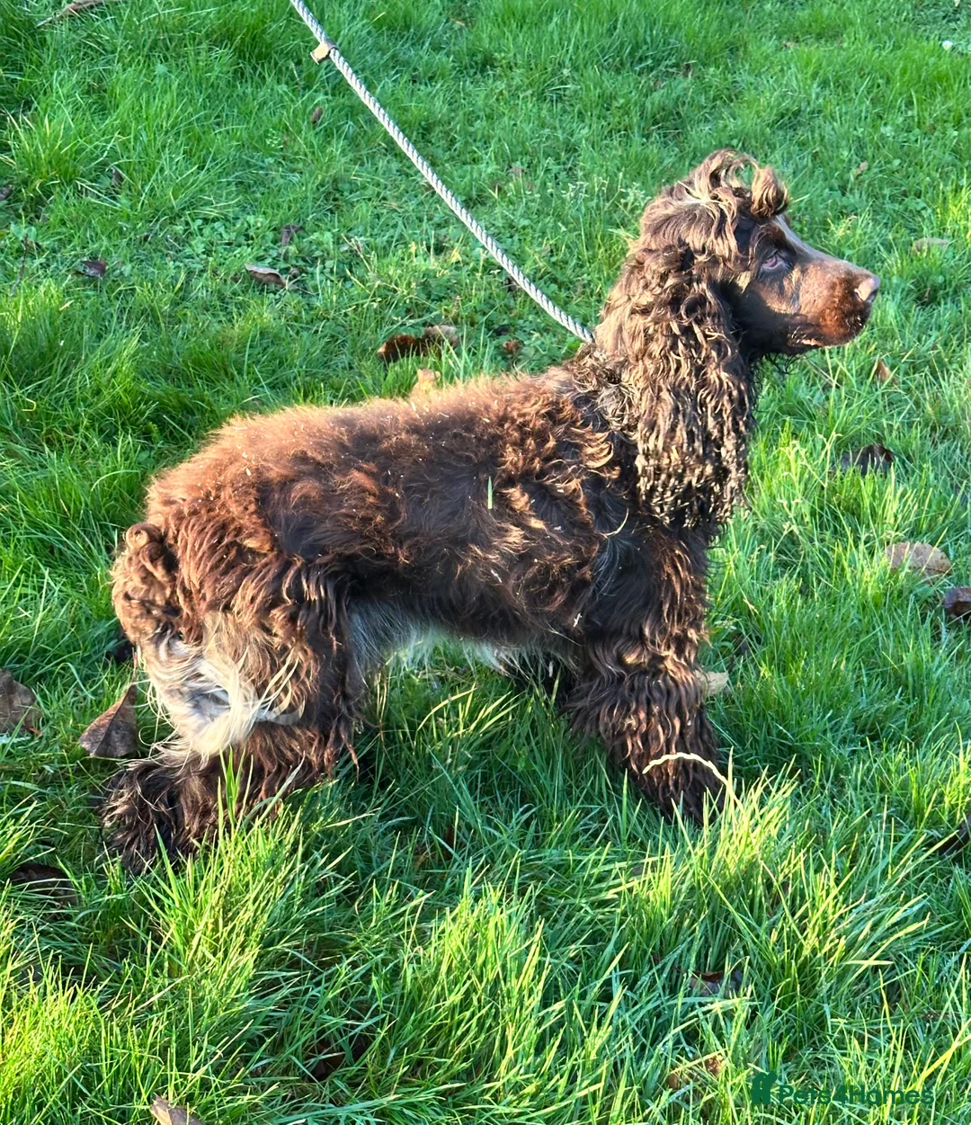 Cocker Spaniel dogs for sale: Handsome chocolate roan boy - Advert 9