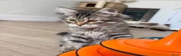 Maine Coon cats for sale: BEAUTIFUL MAINCOON kittens  - Advert 9