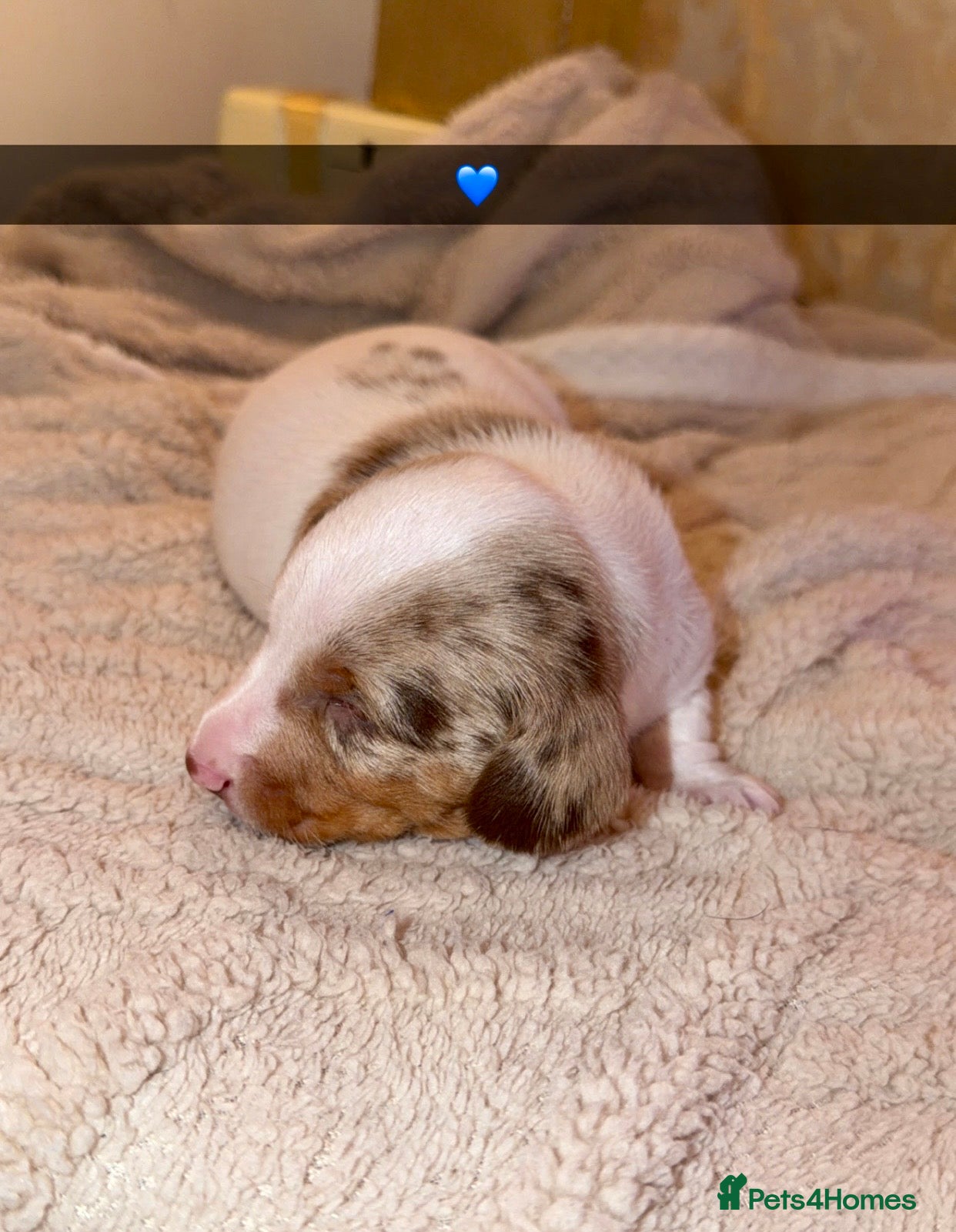 Dachshund dogs for sale: Dachshund  - Advert 16