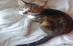 Mixed Breed cats for sale: Tabby Girl *Please Read Description* - Image 9