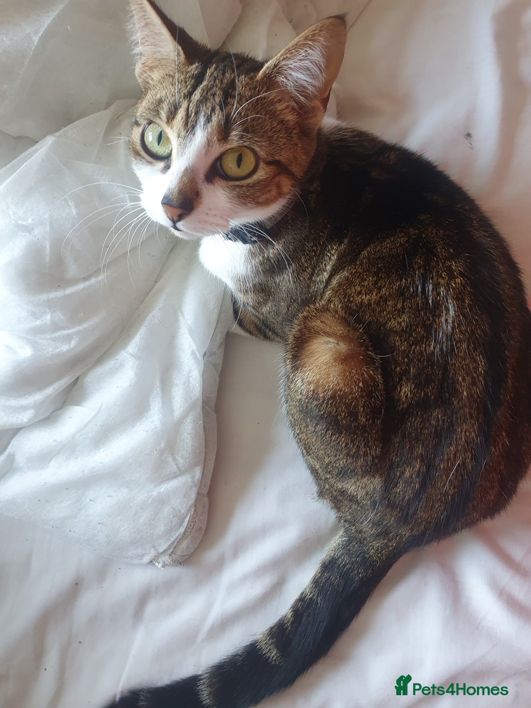 Mixed Breed cats for sale: Tabby Girl *Please Read Description* - Image 9