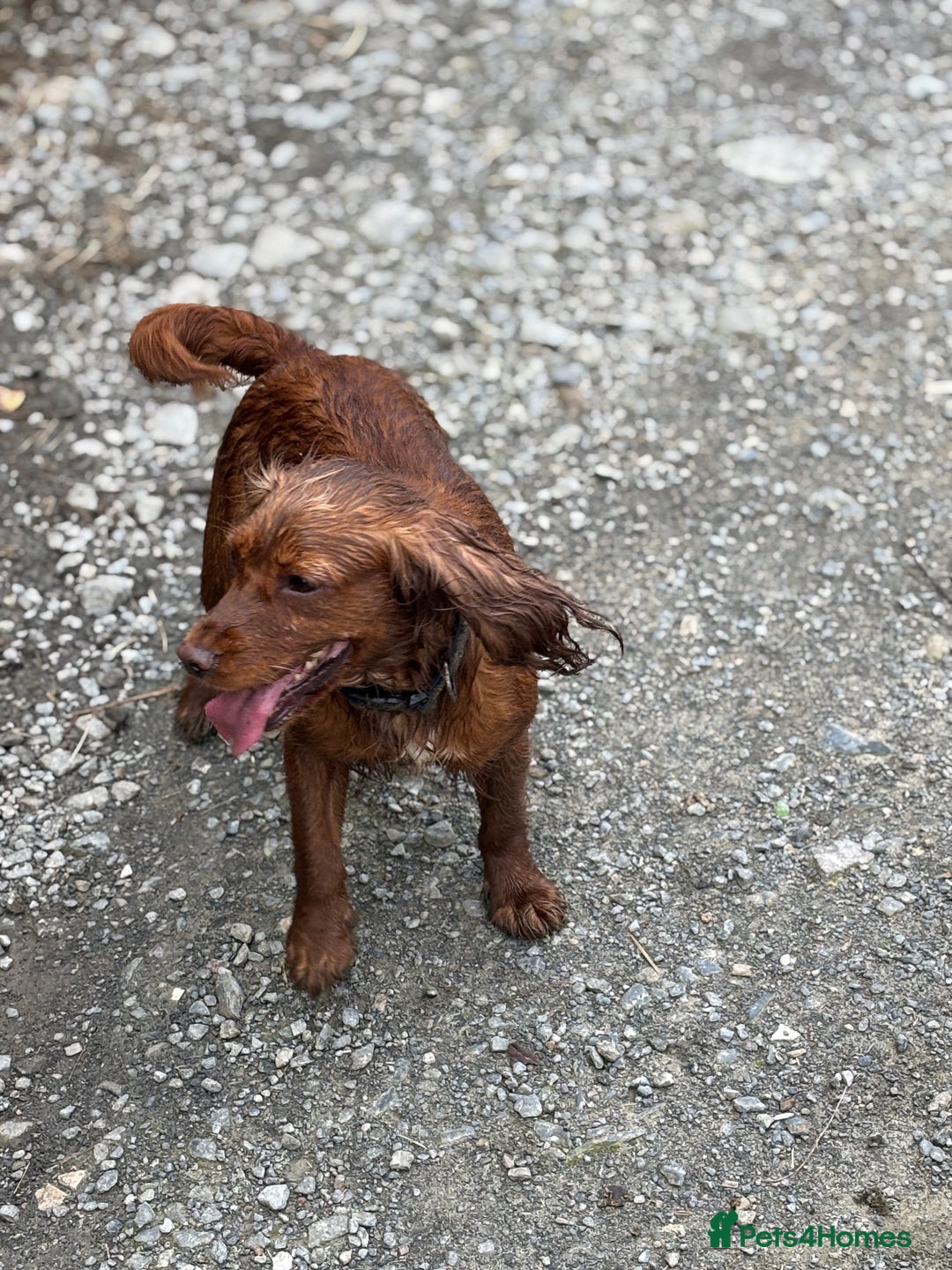 Cockapoo dogs for sale: 🐾 3 lovely Red F1 Cockapoo puppies 🐾 - Advert 8