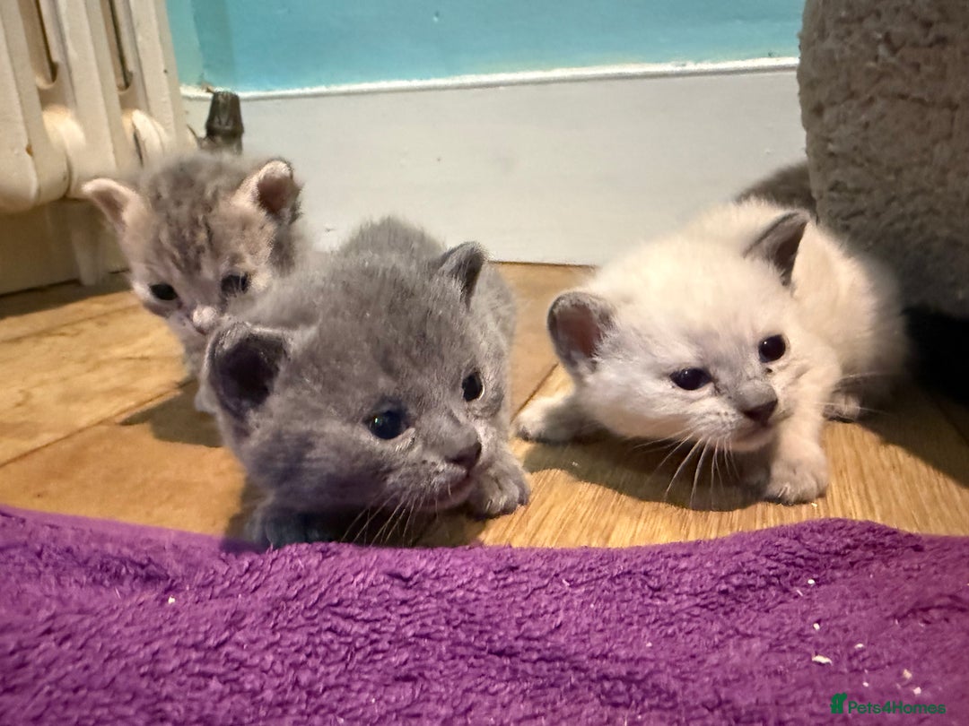 British Shorthair cats for sale: Beautiful Blue British Shorthair x Bengal kittens - Image 6