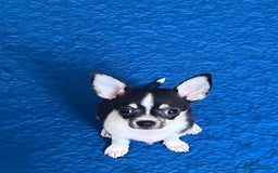 Chihuahua dogs for sale: Tiny boy RESERVED NOW  - Image 4