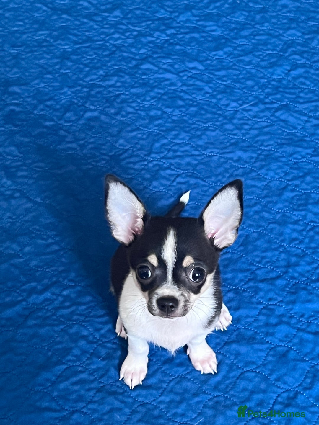 Chihuahua dogs for sale: Tiny boy RESERVED NOW  - Image 4