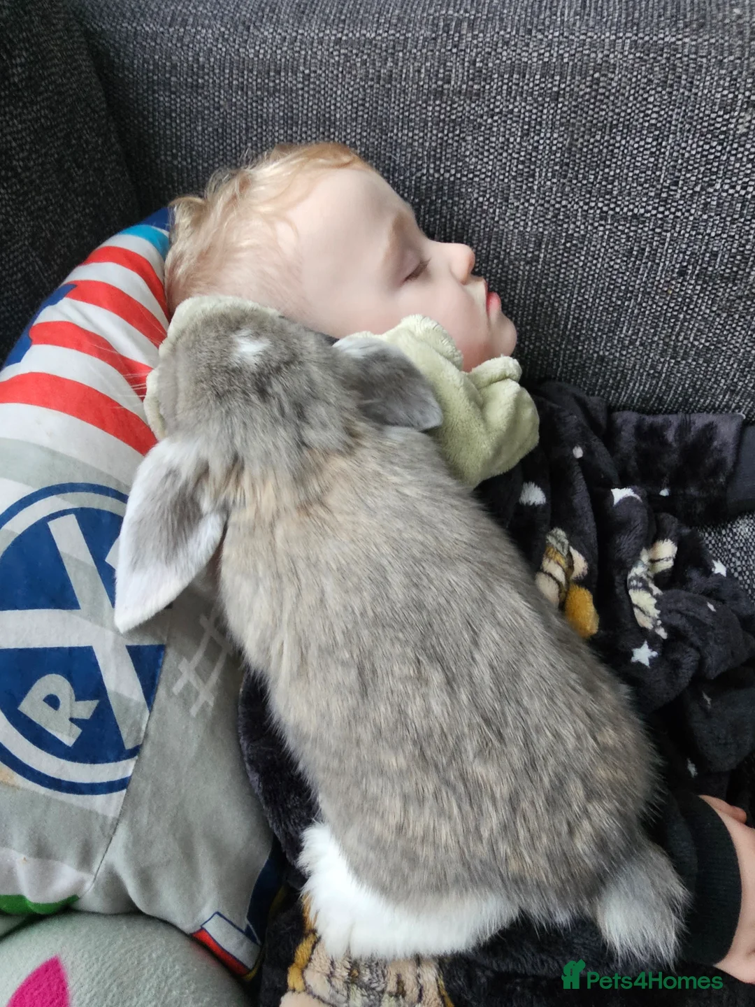 French Lop rabbits for sale: Giant French Lop Babies - Advert 12