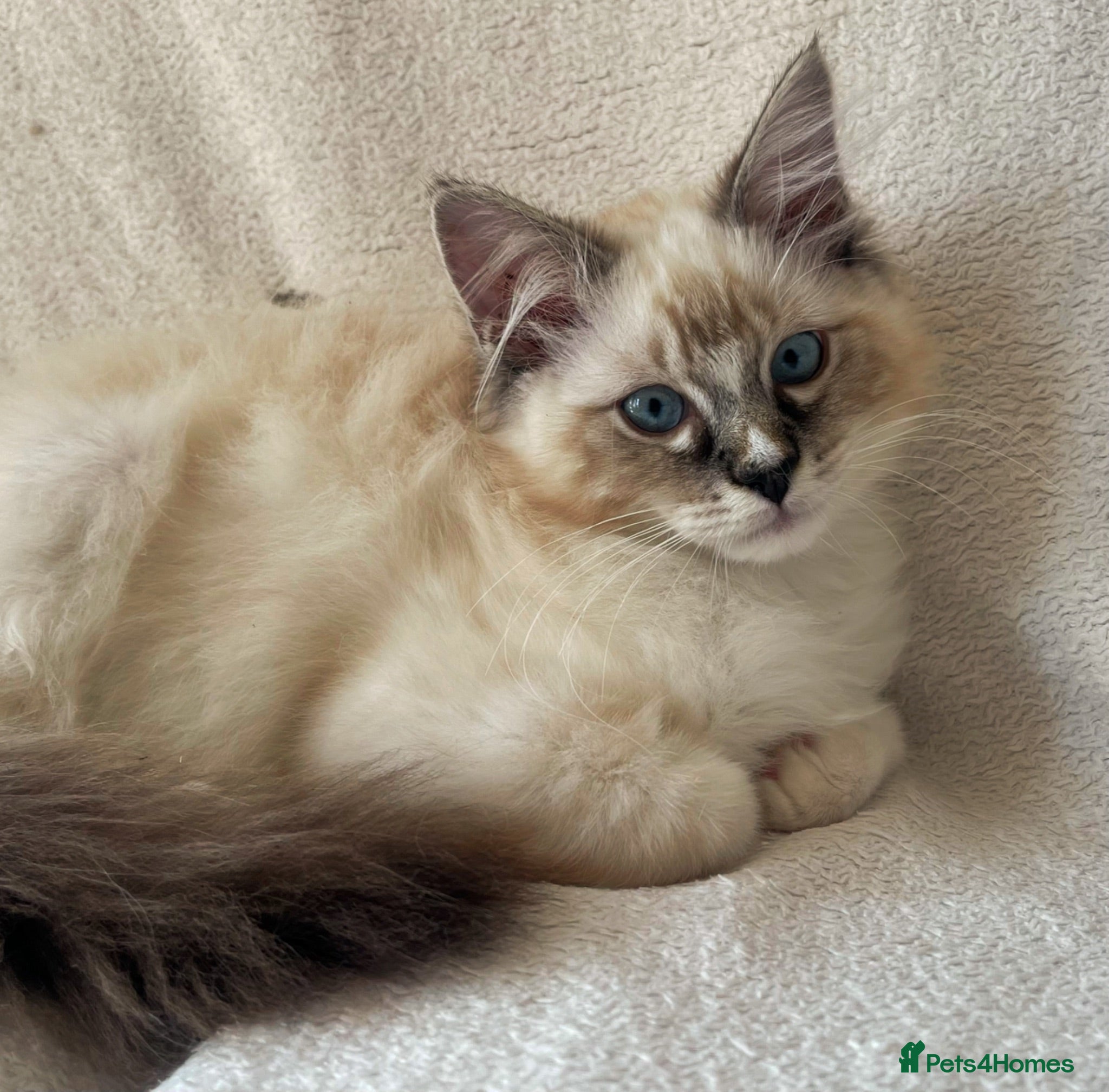 Ragdoll cats TICA Registered Males Available  - Advert 7